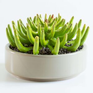 ARCUCCI CACTUS OCTOPUS decorative ceramic plant